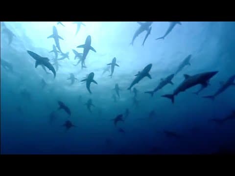 The Blue Planet Collection | Part 1 | BBC Earth - YouTube