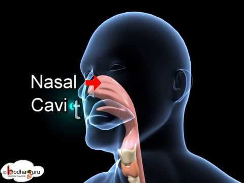 Biology - 3d animation - human respiratory system overview - english