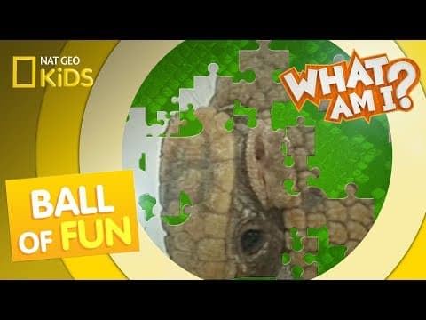 Ball of fun - what am i