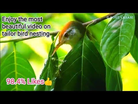 Tailorbird nesting story - YouTube