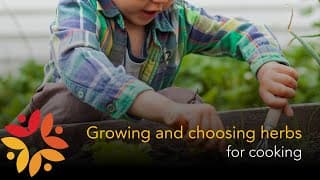 Growing and choosing herbs for cooking