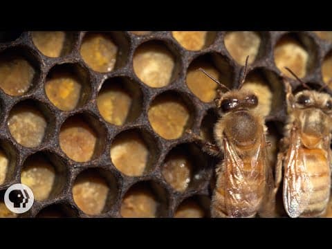 Honey Bees Make Honey and Bread.