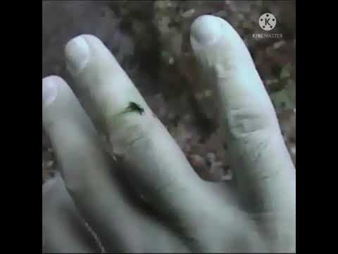 Apple విసిరి పెళ్లి చేసుకునేవారు .