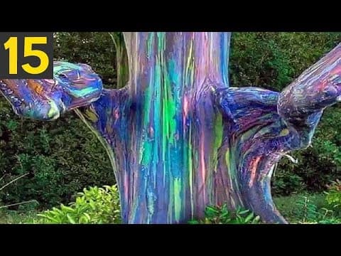 Top 15 strange trees you didn't know existed