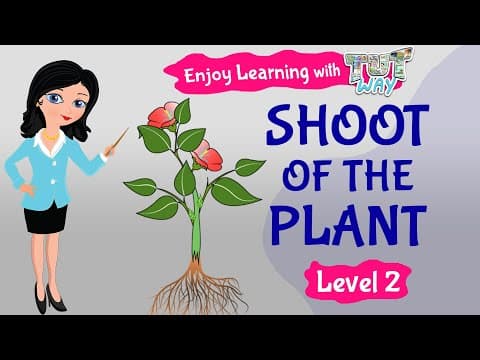 Plant - Elementary Science