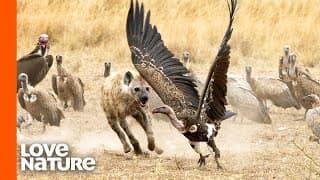 Young Hyena Fights A Hundred Vultures For Food