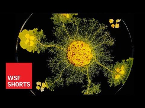 What is Slime Mold and is it Intelligent?