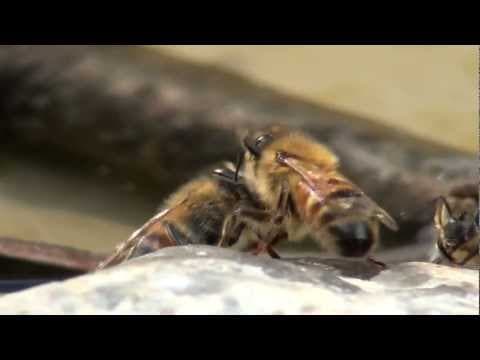 Honey Bees Drinking Water in Slow Motion