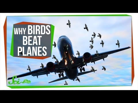 Why Don't Birds Have Vertical Tails Like Airplanes?