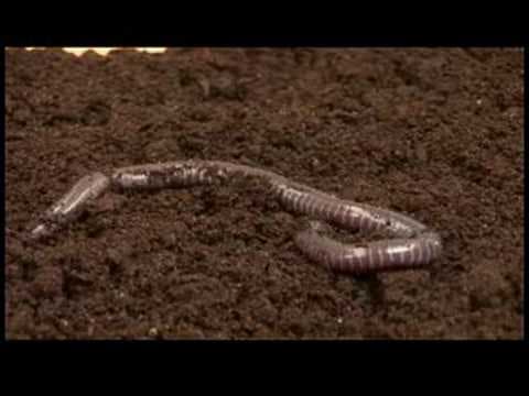 Reptiles, Amphibians, Invertebrates & Small Pets : Caecilian Facts - YouTube