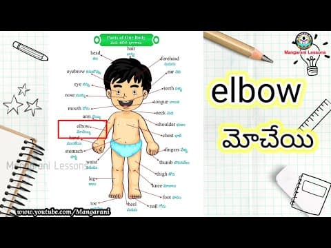Learn a word a day, Word - elbow