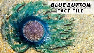 Blue Button Facts |NOT a JELLYFISH | Animal Fact Files
