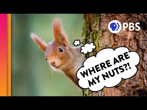 How do squirrels find their nuts?