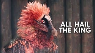 Vultures |Kings of the Dead