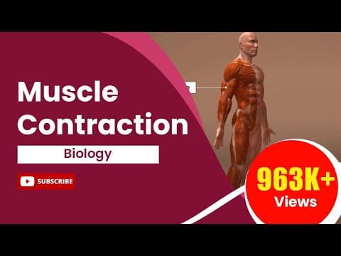Locomotion & Movement: Muscle Contraction Explained | Class 11 Biology | NCERT | AASOKA