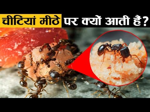 चींटियाँ मीठे पर क्यों आती हैं? - why ants like sweet