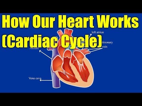 How Our Heart Works - Cardiac Cycle- explains how our human heart works | Animated video