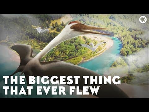 The Biggest Thing That Ever Flew