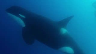 Facts |Type D Killer Whales