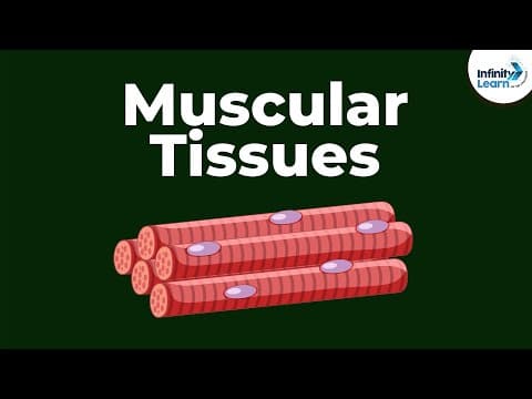 What are Muscular Tissues? | Don't Memorise
