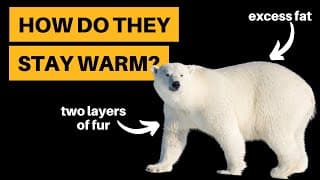 How Do Polar Bears Stay Warm
