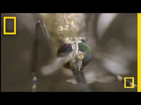 The Mosquito | National Geographic - YouTube