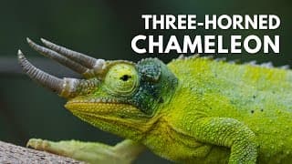 The Strange World of Lizards