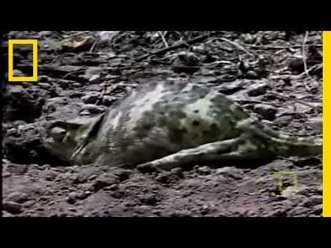 Chameleon Babies | National Geographic - YouTube