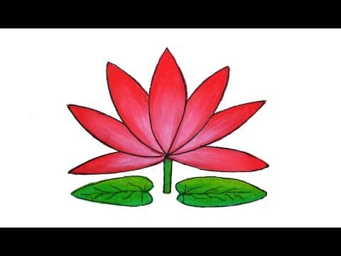 How to draw Water lily easy and simple, Shapla ful Art