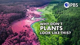 What If We Could See Nature In Infrared?