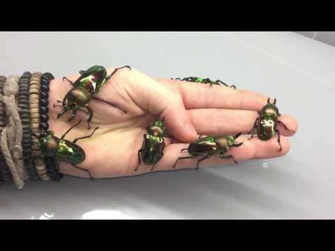 The large and surprising creatures of InsecthausTV