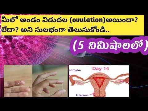 Few major sign and symptoms of ovulation in Telugu/అండం విడుదలై లక్షణాలు..