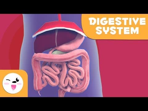 The digestive system-learning the body for kids