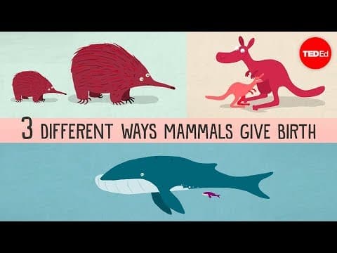 The three different ways mammals give birth