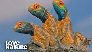 Lizard Does Push-Ups Until Its Head Turns Blue To Attract A Mate