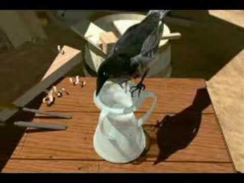 The Crow and the Pitcher