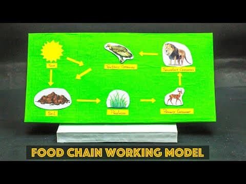School Science Projects | Food Chain Working Model