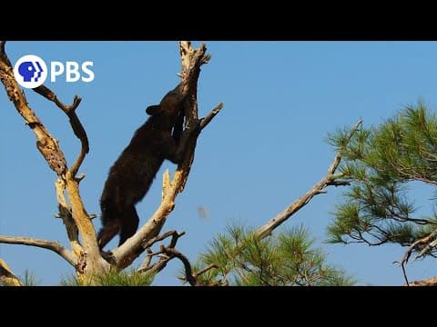 A baby pygmy hippo in Osaka Japan