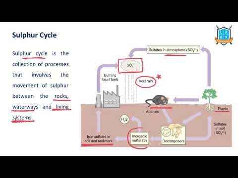 What is Sulphur Cycle ? || Sulphur Cycle అంటే ఏమిటి?