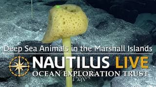 Variety of Deep Sea Animals in the Marshall Islands
