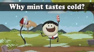 Taste Buds - Why mint tastes cold aumsum  kids science education children