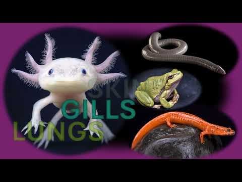 Harnessing Earth's Magnetic Field: Science, Myths, and Possibilities