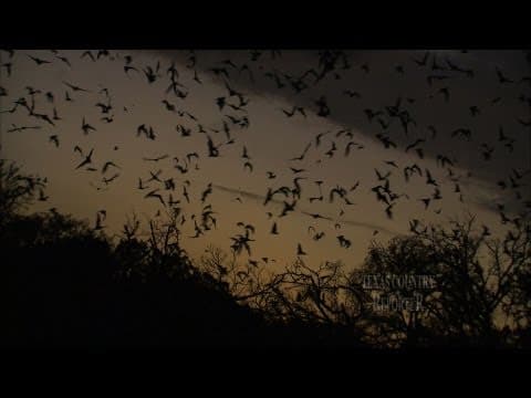 Bracken Bat Cave (Texas Country Reporter) - YouTube