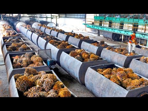 How Palm Oil Is Made In Factory | Palm Harvesting and Processing Technology | Palm Oil Factory