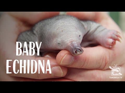 Hand-Raising a Rescued Baby Echidna