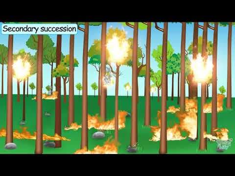 Secondary Succession - Our Ecosystem Part-8