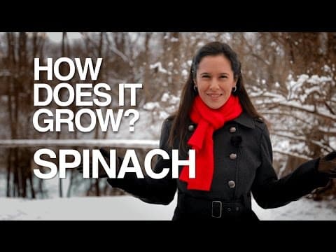 HYDROPONIC SPINACH | How Does it Grow
