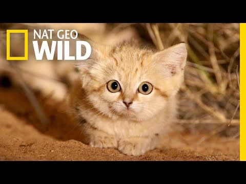 Sand Cat Kittens Filmed in the Wild for First Time