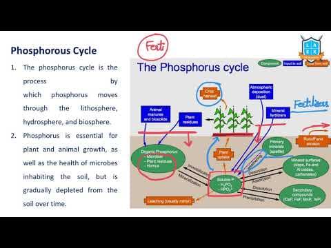 What is Phosphorus Cycle ? || Phosphorus Cycle అంటే ఏమిటి?