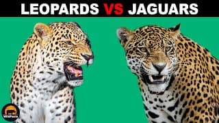 What Is The Difference Between Leopards and Jaguars